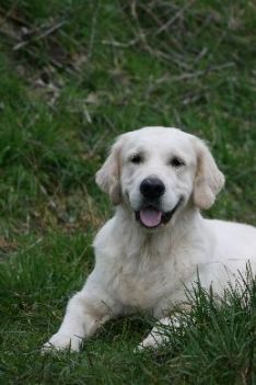 kennel omplacering hotnews hot-news hvalpe golden golden hvalpe golden retriever susanne jensen