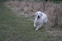 kennel hot news hot-news golden retriever hvalpe goldenhvalpe susanne jensen goldenretrievers