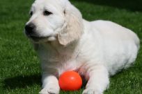 kennel hot-news goldenhvalpe hvalpe hot news susanne jensen golden hvalpe goldenretriever