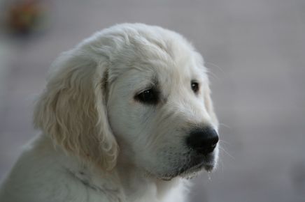 kennel hot news goldenretriever goldenretriever hvalpe goldenhvalpe susanne jensen hot-news