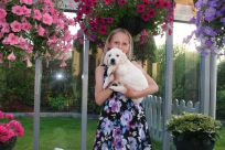 hvalpe goldenhvalpe goldenretriever goldenretrievers susanne jensen kennel hot news 