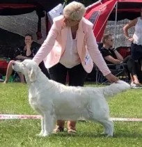 Kennel Hot-News Golden Retriever Susanne Jensen goldenhvalpe hvalpe Hot News Goldenretriever