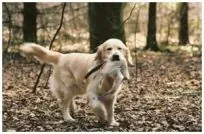 Golden Retriever Susanne Jensen kennel Hot-News goldenhvalpe hvalpe hot news