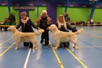 Golden retriever goldenhvalpe hvalpe kennel Hot-News Susanne Jensen