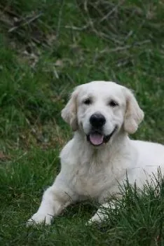 kennel omplacering hotnews hot-news hvalpe golden golden hvalpe golden retriever susanne jensen